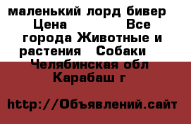маленький лорд бивер › Цена ­ 10 000 - Все города Животные и растения » Собаки   . Челябинская обл.,Карабаш г.
